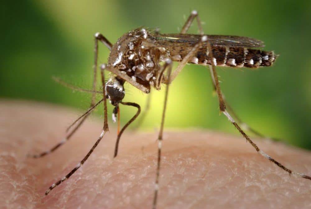 California is seeing an increasing variety in its mosquito population. Invasive Aedes aegypti, pictured above, and Aedes albopictus mosquitos may have arrived through global trade or travel. (sanofi-pasteur/ Flickr)