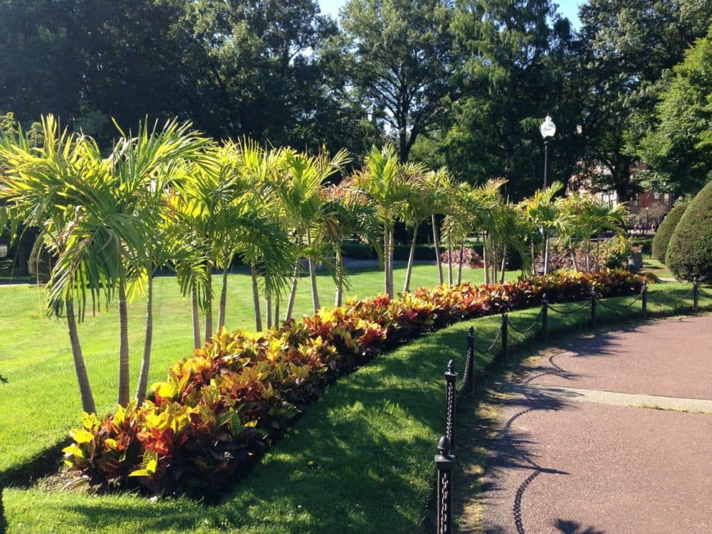 The Boston Public Garden's famed palm trees. (Emma-Jean Weinstein/WBUR)