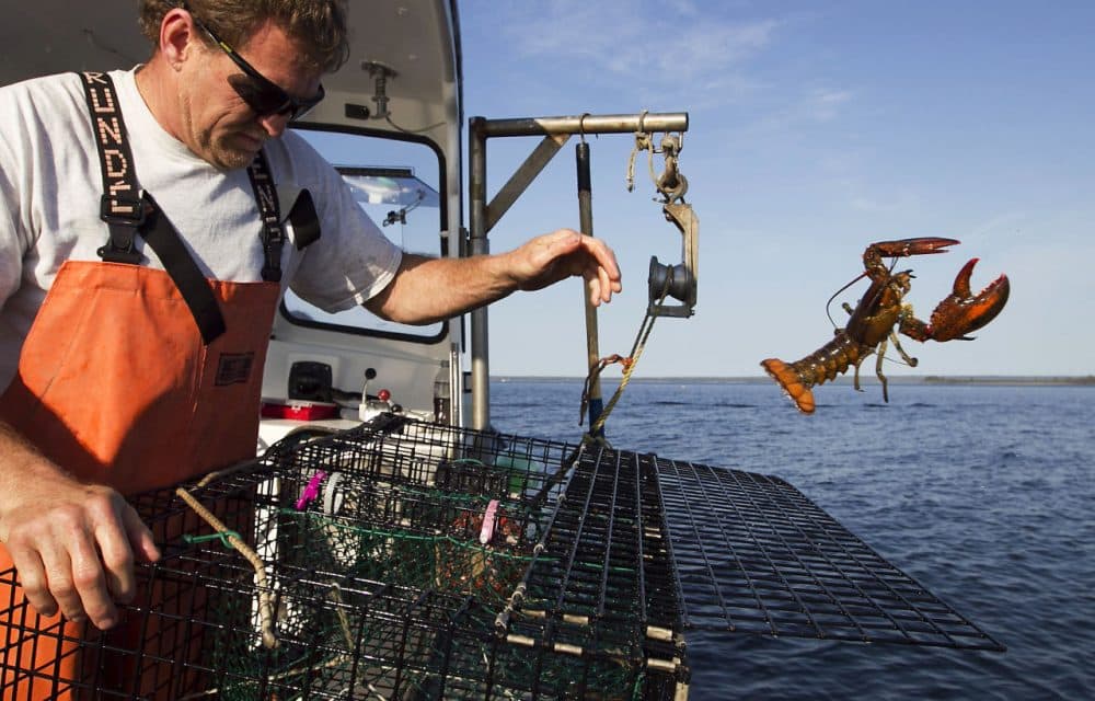 In this 2012, file photo, Scott Beede returns an undersized lobster while fishing in Mount Desert, Maine. Fisherman in northern New England have been catching record numbers of lobsters, but south of Cape Cod, the lobster population has plummeted to the lowest levels ever seen, in a northward shift that scientists attribute in large part to the warming of the ocean. (Robert F. Bukaty/AP/File)
