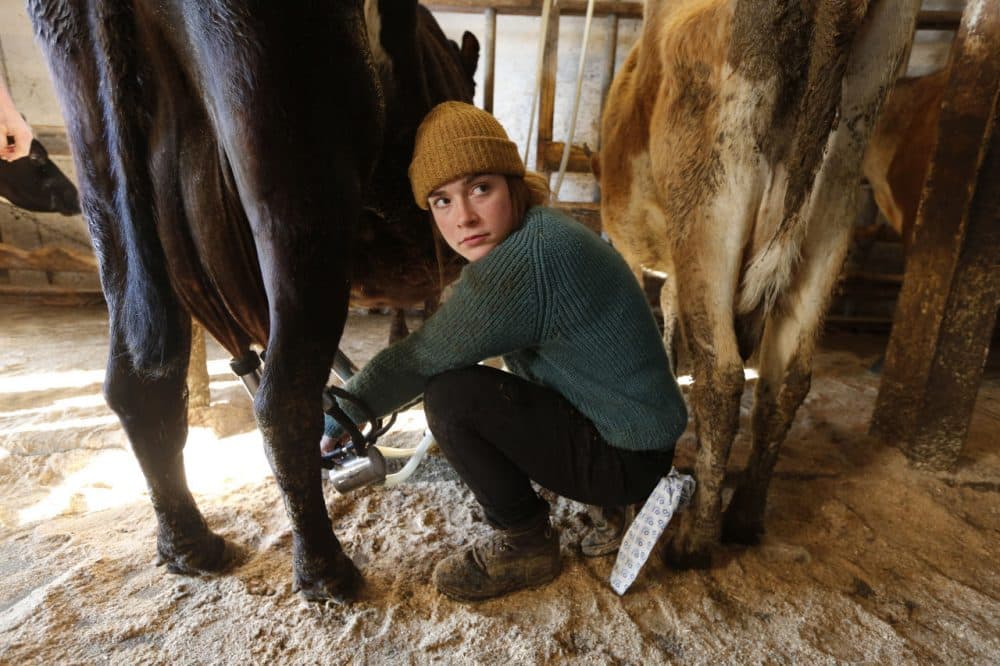 Jade Ouimette, 21, milks cows at the Straw Farm in Newcastle, Maine. (Robert F. Bukaty/AP)