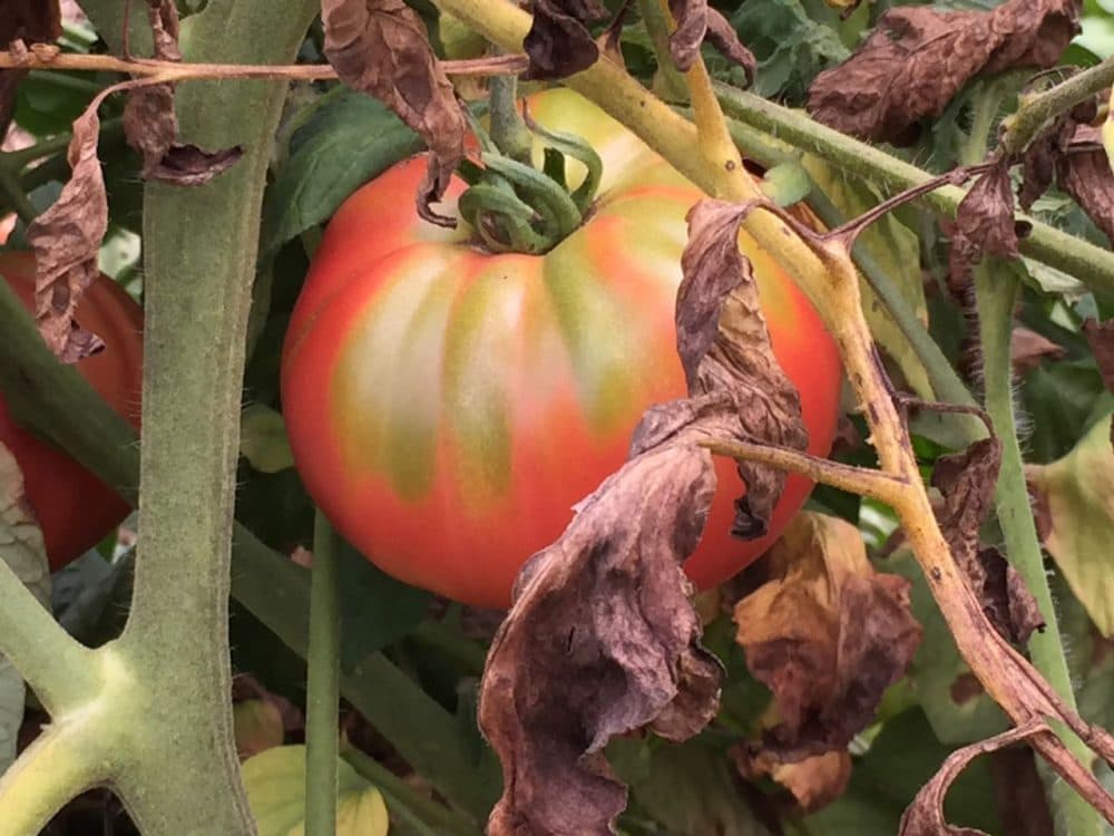 A juicy, August tomato from Barrett's Mill Farm in Concord. (Courtesy Andy Husbands)