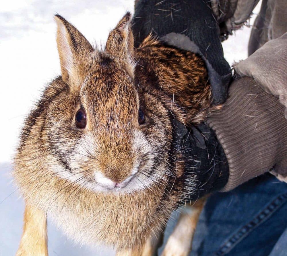 New England Cottontail are no longer on the federal Endangered Species list. (Jeff Breton/Mass Wildlife)