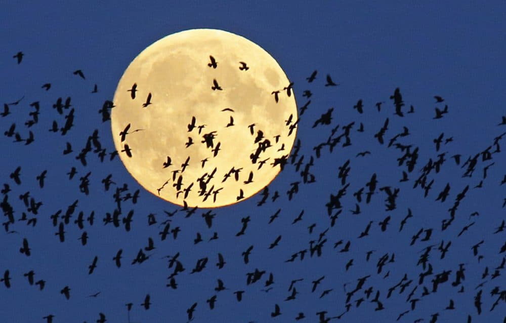 A flock of birds fly by as the super moon rises in Mir, Belarus. (Sergei Grits/AP)