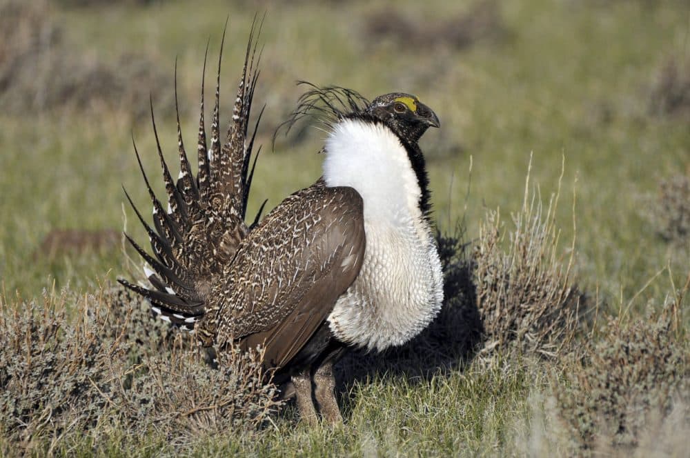 The Interior Department said today that it will not list the greater sage grouse as endangered or threatened. (Jeannie Stafford/U.S. Fish and Wildlife Service via AP)