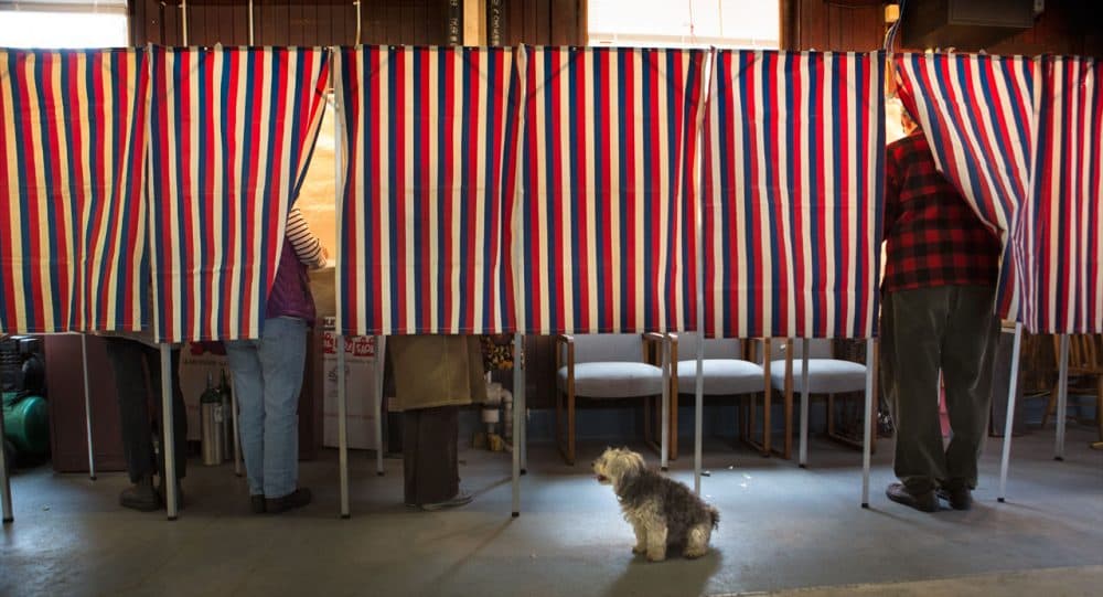 Phoebe the dog watches voters in Cambridge cast their votes in 2014. (Jesse Costa/WBUR)