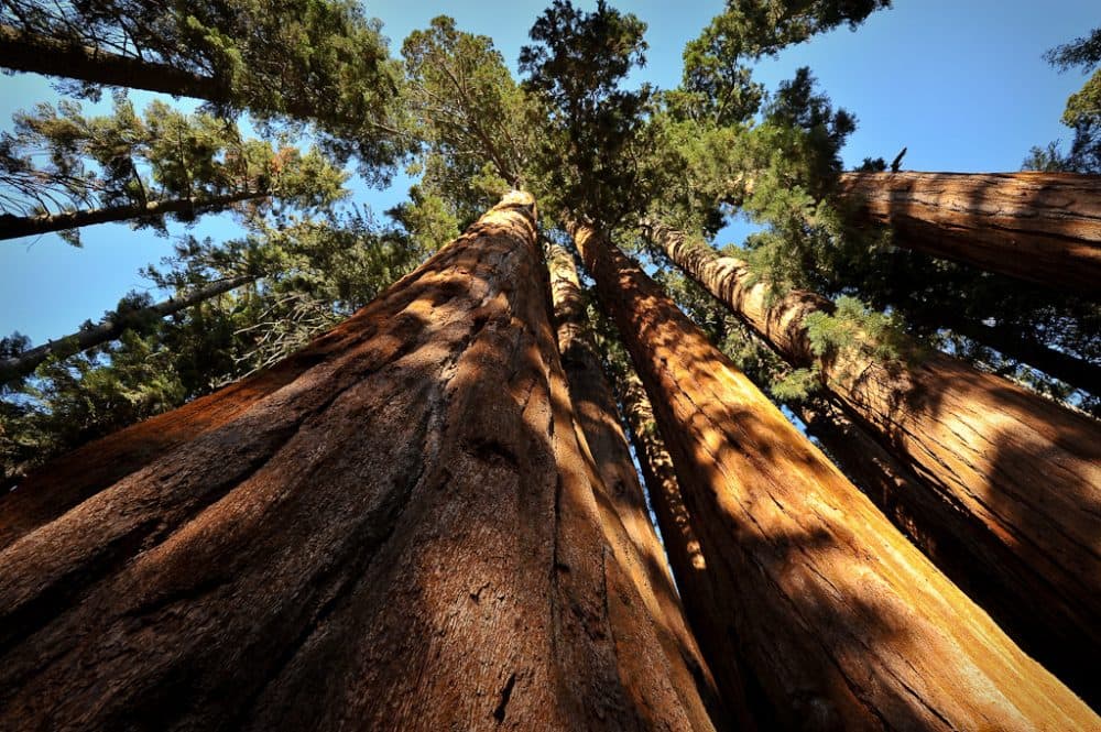 Scientists say the sequoias in California's Sequoia National Park are beginning to show signs of exhaustion because of the drought. (John Bule/Flickr) 