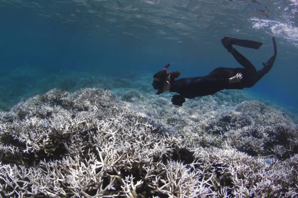 Alice Lawrence, a marine biologist, assesses the bleaching at Airport Reef in American Samoa in February 2015. (XL Catlin Seaview Survey)