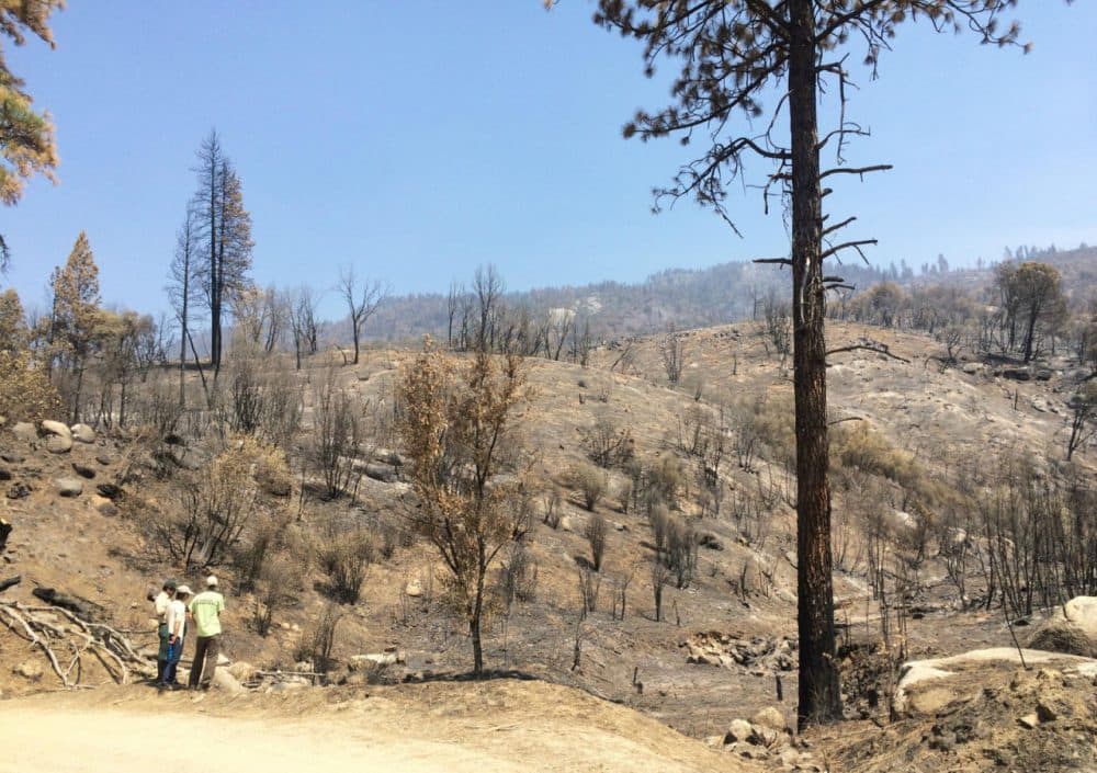 Fire has left large swaths of charred of forest in the Sierra Nevada. (Ezra David Romero/Valley Public Radio)