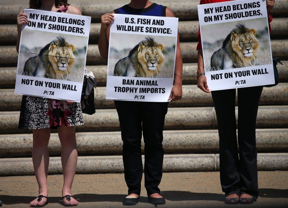 People for the Ethical Treatment of Animals (PETA) protesters hold pictures of Cecil the Lion as they stand in front of the Department of Interior building to protest against the importing of wild game killed as trophies August 5, 2015 in Washington, DC. Peta is calling on the Fish and Wildlife Service to take steps to end cruel trophy hunting by listing lions as a threatened species and banning the importation of their heads, tails, and skins into the U.S.  (Mark Wilson/Getty Images)