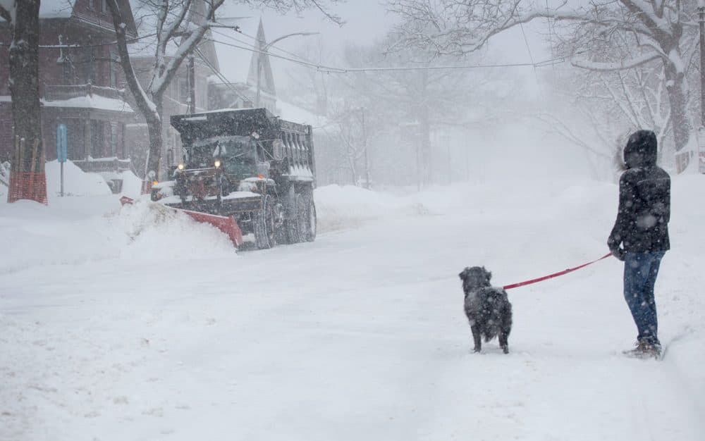 Sarah Matthews and her dog Paddington watch a snow plow on Huron Avenue in Cambridge during one of February 2015's many snowstorms. (Robin Lubbock/WBUR)
