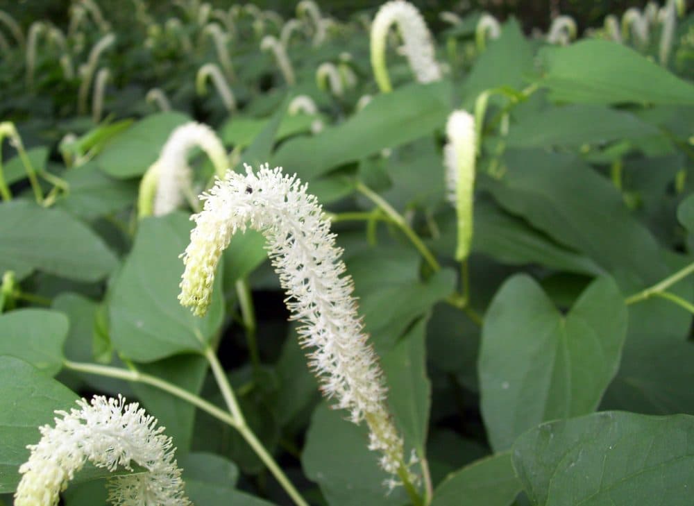 Lizard's tail, pictured here at Houston Arboretum and Nature Center, is a common wetland plant with anti-inflammatory properties. (nelag/Flickr)