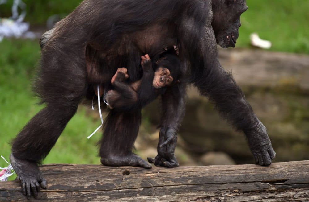 Two-month-old chimpanzee Liwali is carried by her mother Lisa while inspecting Christmas gift-wrapped food treats and other tasty decorations left inside the exhibit in Sydney on December 9, 2014.  The chimpanzees were quick to pounce on the festive-themed enrichment items prepared by keepers, showing off their natural foraging skills to uncover the food inside while some seemed just as happy playing with the cardboard box packaging. (William West/AFP/Getty Images)