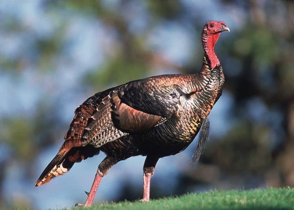 Why are turkeys called turkeys? (Pixabay)