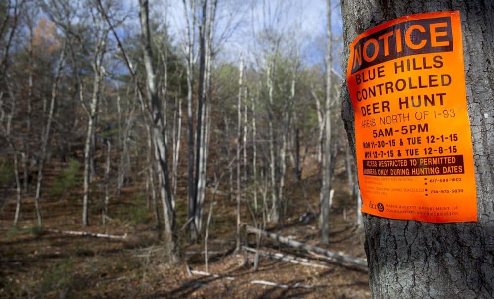 Signs posted on trees in the Blue Hills Reservation show the dates when only permitted hunters can enter the area. (Robin Lubbock/WBUR)