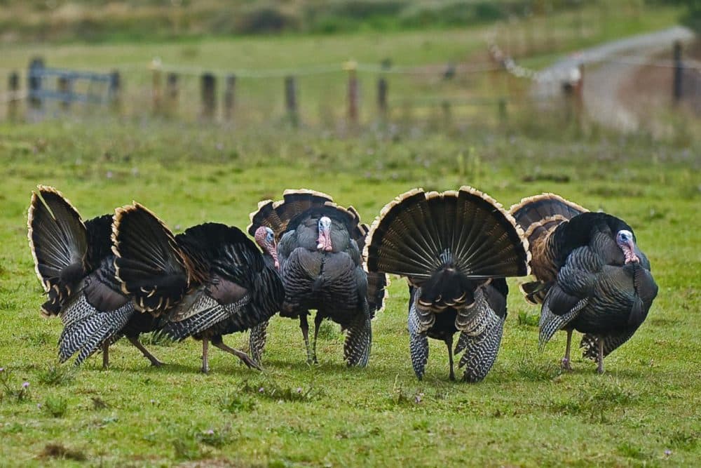 Get out of the popular rafter this holiday season by trying out some great app and podcast suggestions. [Ed. Note: A 'Rafter' is the formal name for a group of turkeys.] (Flickr / Jim Gillum)