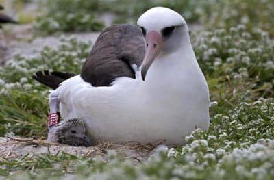 Wisdom the albatross is pictured with her chick in 2014. (Dan Clark/USFWS)
