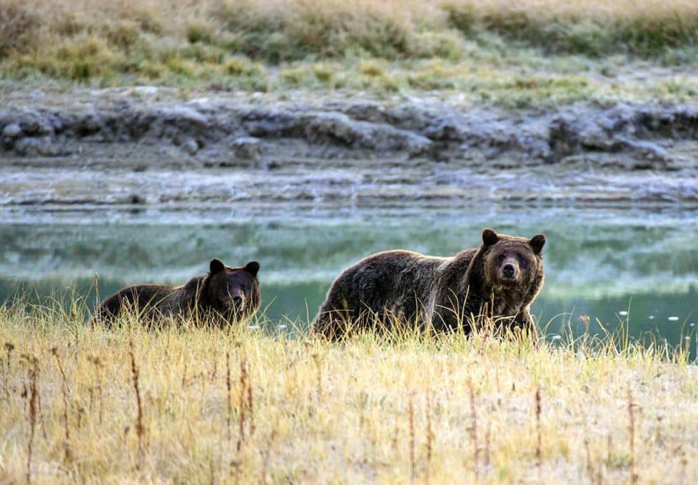 A Grizzly bear mother and her cub walk near Pelican Creek October 8, 2012 in Yellowstone National Park in Wyoming. (Karen Bleier/AFP/Getty Images)