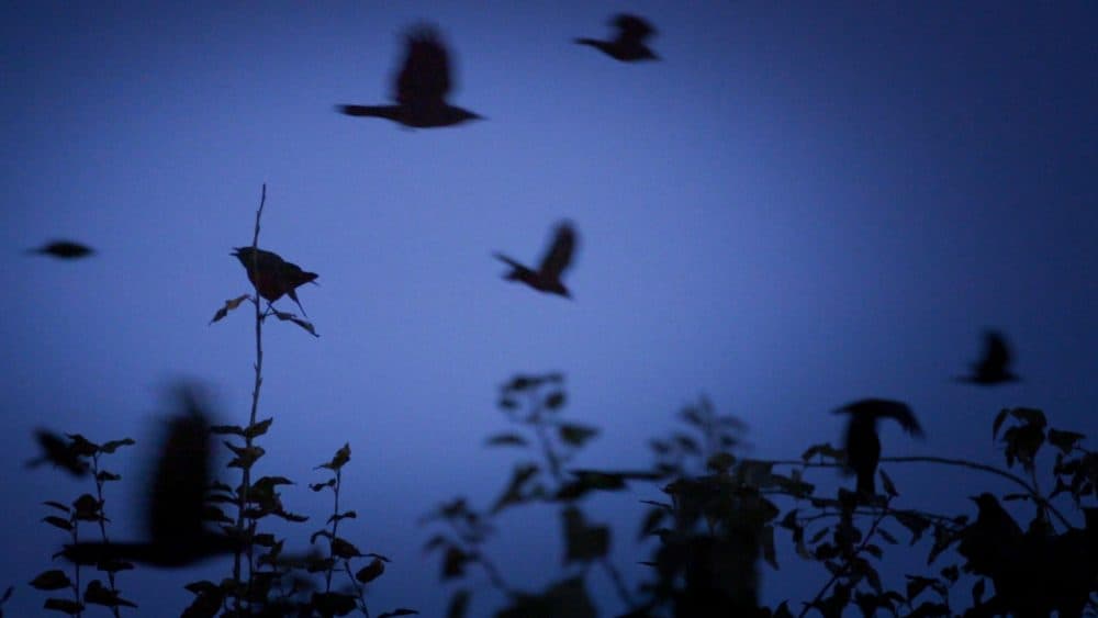 Crows fly from all over the Seattle region to reach their nighttime destination, where thousands upon thousands of them spend the night together. (Ken Christensen/KCTS9)