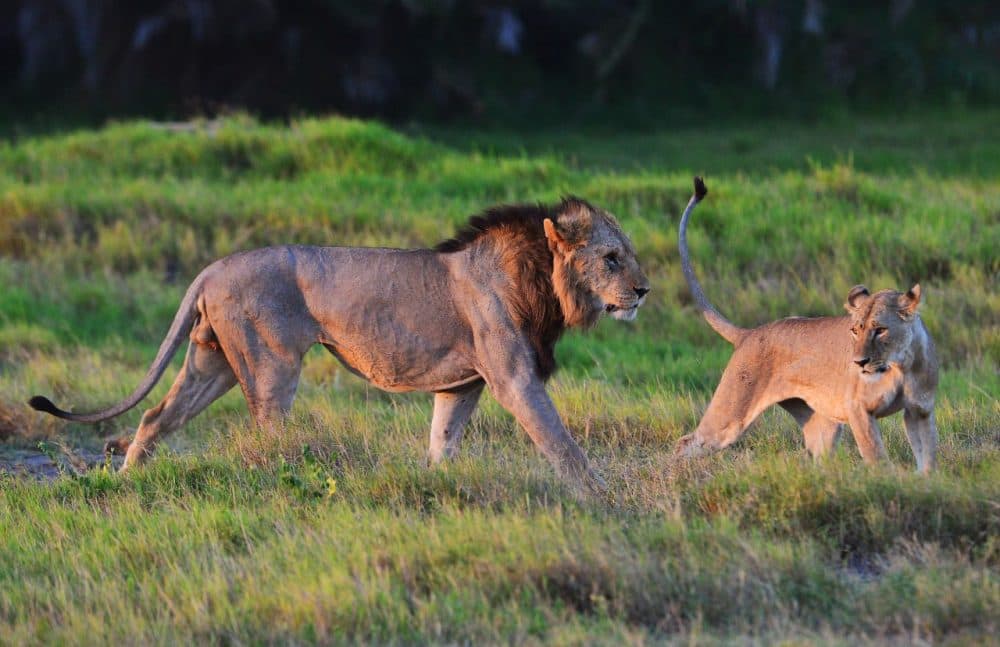 Wild lions are pictured before mating at Amboseli national park in Kenya. (Carl De Souza/AFP/Getty Images)
