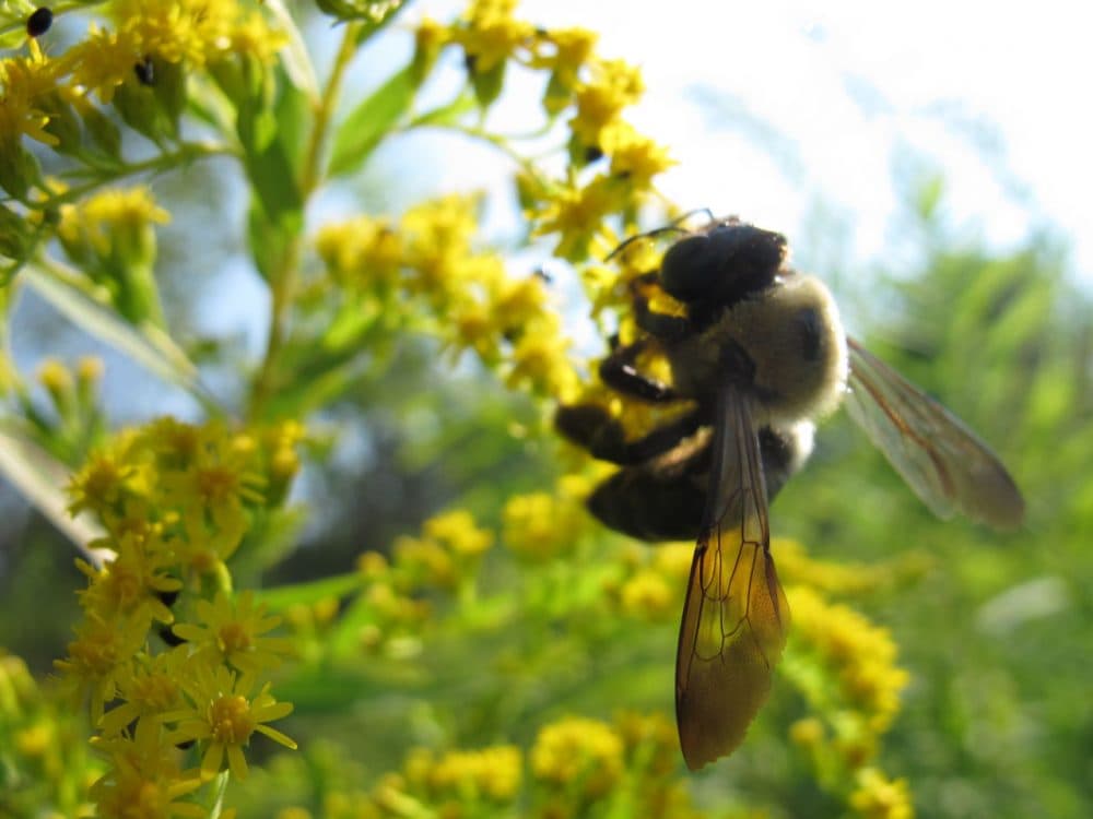 A new study from the University of Vermont shows which regions are most affected in a national wild bee population decline. (Courtesy of Leif Richardson, UVM)