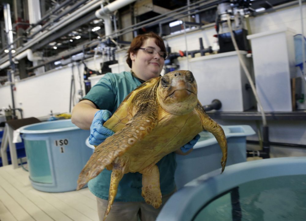Volunteer Deirdre Witkowski lifts a 40-pound loggerhead turtle back into its pool at the New England Aquarium's Animal Care Center in Quincy. Sea turtle strandings in Cape Cod Bay are so common that the phenomenon has its own annual season and an established network of rescuers trained to find and help the endangered animals. (Elise Amendola/AP)