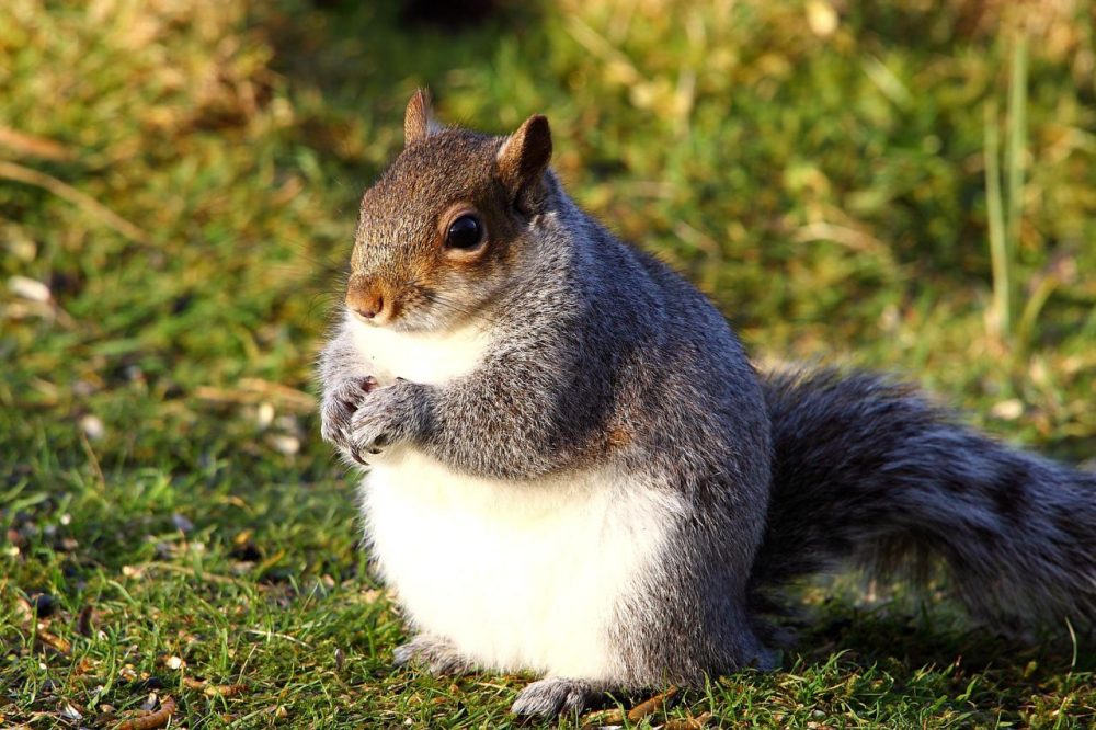 Are chubby squirrels on the rise? Vicki Croke of WBUR's The Wild Life investigates. (Airwolfhound/Flickr)