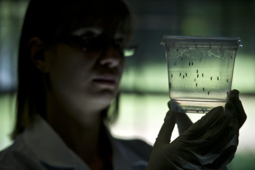 Aedes aegypti mosquitos are seen in containers at a lab of the Institute of Biomedical Sciences of the Sao Paulo University, on January 8, 2016 in Sao Paulo, Brazil. Researchers at the Pasteur Institute in Dakar, Senegal are in Brazil to train local researchers to combat the Zika virus epidemic. (Nelson Almeida/AFP/Getty Images)