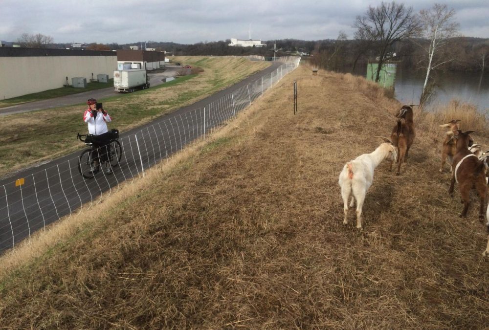 Tony Burdick, one of many regulars on the MetroCenter greenway, stops to take a photo of the goats. (Blake Farmer/WPLN)