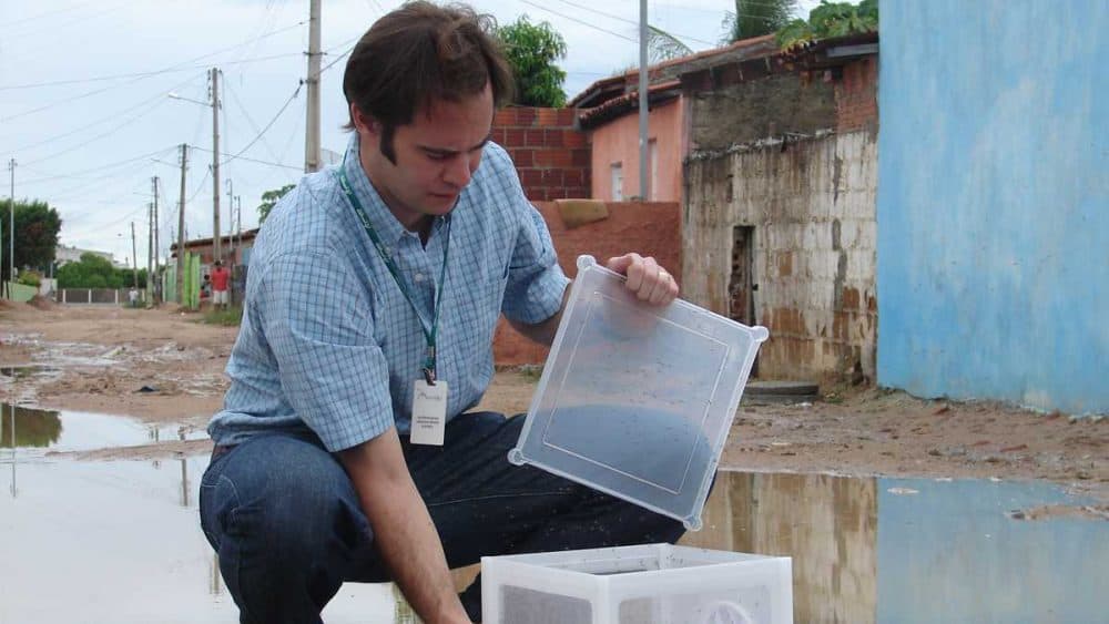 Dr. Andrew McKemey releases Oxitec male mosquitoes in Brazil. (Courtesy of Oxitec)