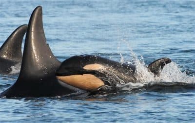 One of the new killer whale calves, J54, is pictured in Puget Sound. (Dave Ellifrit/Center for Whale Research)