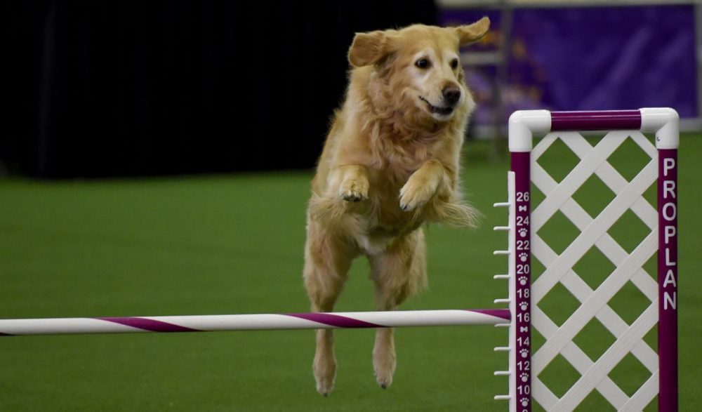 A Golden Retriever runs the agility course during the agility ring during the 3rd Annual Masters Agility Championship on February 13, 2016 in New York, at the 140th Annual Westminster Kennel Club Dog Show. 
Dogs entered in the agility demonstrate skills required in the challenging obstacles that they will need to negotiate.  / AFP / Timothy A. CLARY        (Photo credit should read TIMOTHY A. CLARY/AFP/Getty Images)