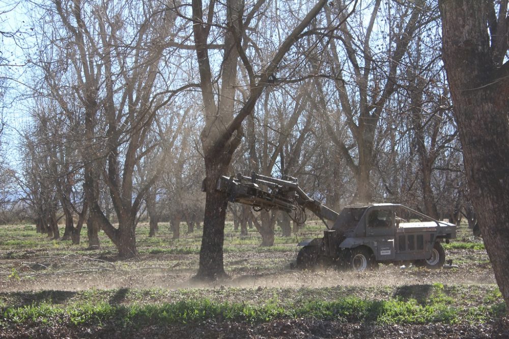 The first step in the pecan harvesting process is to shake the nuts from their branches. (Carrie Jung/KJZZ)