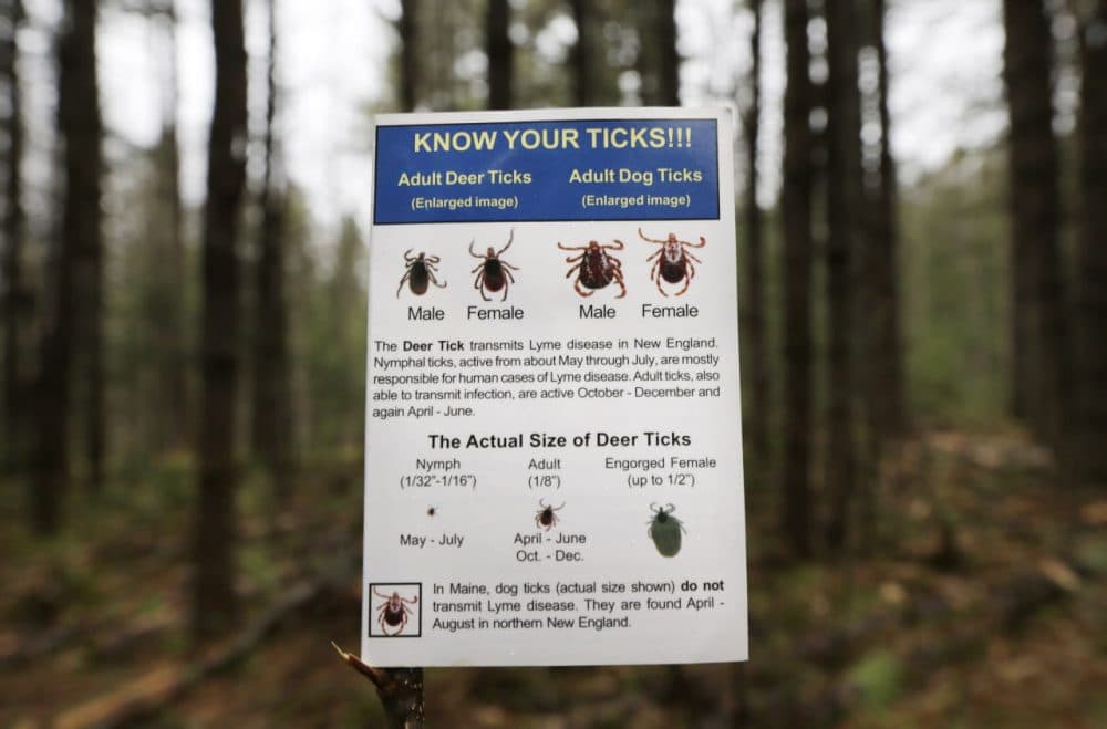 In this 2014 file photo, an informational card about ticks distributed by the Maine Medical Center Research Institute is seen in the woods in Freeport, Maine. (Robert F. Bukaty/AP)