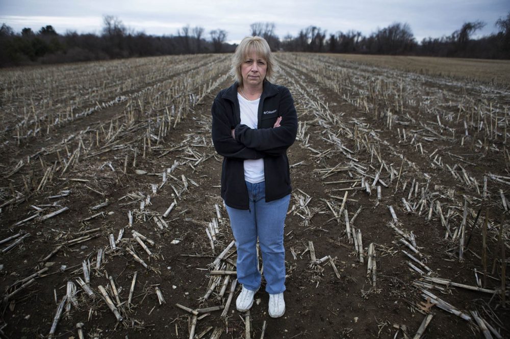 Desiree Moninski stands in the middle of a corn field on the land the Islamic Society of Greater Worcester wants to turn into a cemetery. She lives in the farmhouse across Corbin Road and wishes the land would remain a farm. (Jesse Costa/WBUR)