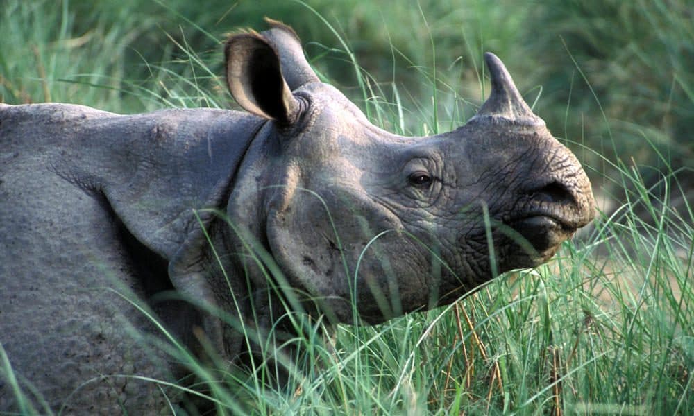 “We can celebrate the greater one-horned rhino as one of the biggest success stories in Asia,” says WWF’s Nilanga Jayasinghe. (World Wildlife Fund)