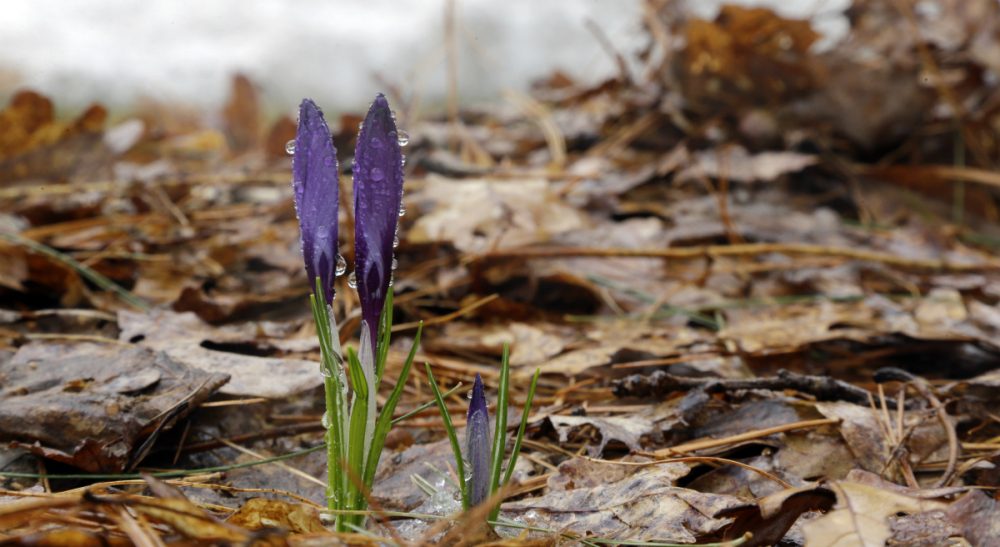 Crocus flowers start to sprout on a cold, wet Spring day in North Andover, Mass., Thursday, April 9, 2015. (Elise Amendola/AP)