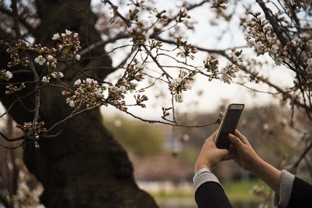 A woman uses her cell phone to take a pictures as the cherry blossoms begin to bloom at the Tidal Basin in Washington, DC, March 22, 2016. (JIM WATSON/AFP/Getty Images)