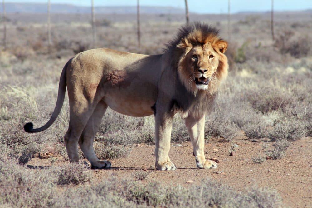 In this July 23, 2015 photo provided by SANParks, Sylvester the lion is seen after he was recaptured after escaping from the Karoo National Park near Beaufor West, South Africa. Now he has broken out again. (Gabriella Venter/SANSParks via AP)