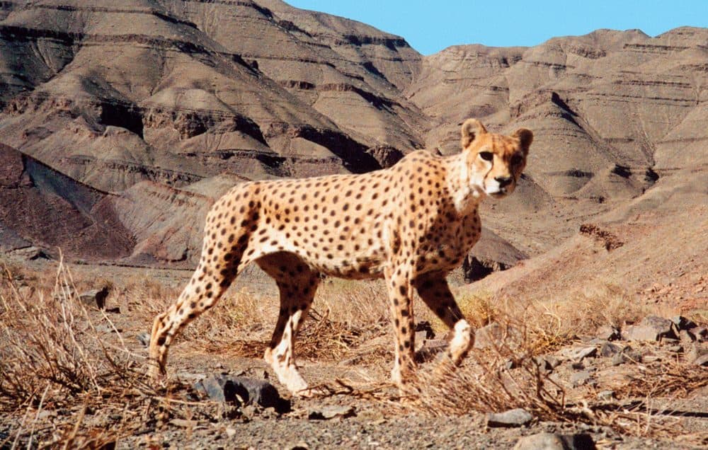 Smaller and even thinner than African cheetahs, Asiatic cheetahs, like this one in Naybandan Wildlife Refuge, are now found only in Iran. Today, among their top threats are cars, dogs and gazelle poachers on motorcycles. (Courtesy IR DoE/CACP/WCS/UNDP)