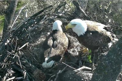 In this screenshot from the National Geographic's Eagle Cam, the First Lady and President eagles sit in their nest in the Washington, D.C. National Arboretum. (Via National Geographic )