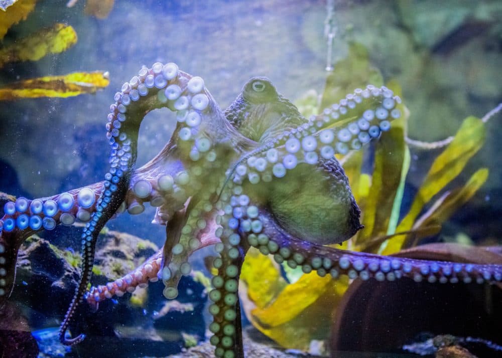 This undated image provided by The National Aquarium of New Zealand shows Inky the octopus swimming in a tank at the National Aquarium of New Zealand in Napier, New Zealand.  Inky the octopus escaped the National Aquarium of New Zealand for the Pacific Ocean. (The National Aquarium of New Zealand  via AP)