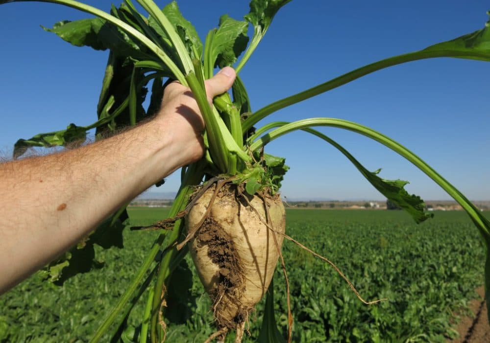Genetically-engineered sugar beets covered 135 acres of publicly-owned open space land in Boulder County in 2015. (Luke Runyon/Harvest Public Media)