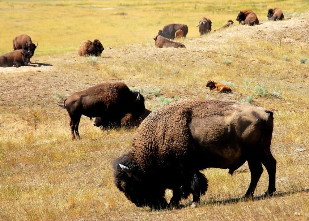 In the 1800s, the bison roamed throughout the U.S., concentrating mostly in the Great Plains. (Keith Ewing/Flickr)