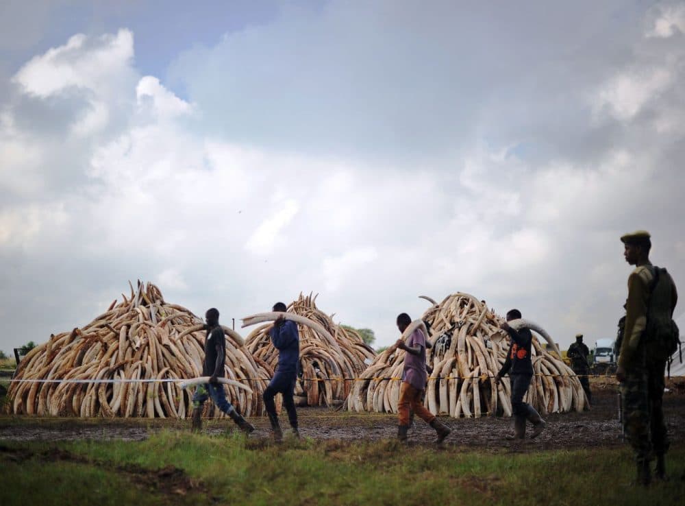 Volunteers carry elephant tusks to a burning site as Kenya Wildlife Services (KWS) ranger keep guard on April 22, 2016 for a historic destruction of illegal ivory and rhino-horn confiscated mostly from poachers in Nairobi's national park. 
Kenya on April 30, 2016 will burn approximately 105 tonnes of confiscated ivory, almost all of the country's total stockpile. Several African heads of state, conservation experts, high-profile philanthropists and celebrities are slated to be present at the event which they hope will send a strong anti-poaching message.   (Tony Karumba/AFP/Getty Images)