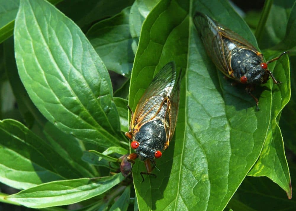 Newly emerged adult cicadas dry their wings May 16, 2004 at a park in Washington, DC. (Alex Wong/Getty Images)