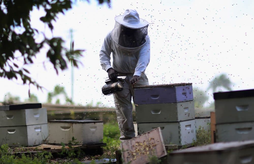 Steve Corniffe works on collecting honey produced by the bees at the J &amp; P Apiary and Gentzel's Bees, Honey and Pollination Company on April 10, 2013 in Homestead, Florida. Honey bee owners along with scientists continue to try to figure out what is causing bees to succumb to the colony collapse disorder which has devastated apiaries around the country. Reports indicate that the disorder which kills off thousands of bees at a time has resulted in the loss of some 30 percent of honey bee populations among beekeepers since 2007.  (Joe Raedle/Getty Images)