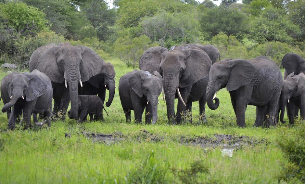 A herd of African Elephants at Kruger National Park in South Africa. In his new book, Frans de Waal writes that African Elephants might be able to hear thunder and rainfall hundreds of miles away, and they can classify humans based on language, age and gender. (Vaughan Leiberum/Flickr)
