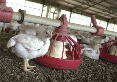 In this file photo taken June 19, 2003, chickens gather around a feeder in a Tyson Foods Inc., poultry house near Farmington, Ark. A report released May 10, 2016, by international advocacy group Oxfam says some poultry workers in the United States are denied bathroom breaks. A Tyson worker said in the report that many workers at his North Carolina plant have to urinate in their pants. Tyson said it's &quot;concerned&quot; by the claims, but currently has &quot;no evidence theyre true. (April L. Brown/AP)