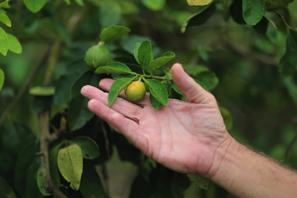Guy Davies, an inspector of the Florida Division of Plant Industry, shows an orange that is showing signs of &quot;citrus greening&quot; that is caused by the Asian citrus psyllid that carries the bacterium causing disease, &quot;citrus greening&quot; or huanglongbing, from tree to tree on May 13, 2013 in Fort Pierce, Florida. There is no known cure for the disease that forms when the insect deposits the bacterium on citrus trees causing the leaves on the tree to turn yellow the roots to decay and bitter fruits fall off the dying branches prematurely. Steps continue to be taken to try and combat the disease but none have stopped the attack on the citrus business as it spreads from Florida to other citrus producing states.  (Joe Raedle/Getty Images)
