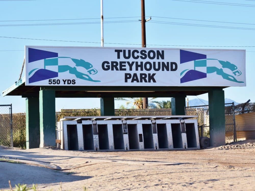 The starting boxes at the Tucson Greyhound Park
(Jimmy Jenkins/KJZZ)
